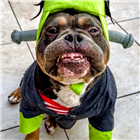 Dayna Caine, LMT, NMT, MMT photo