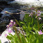 Carolyn Tews, LMT photo